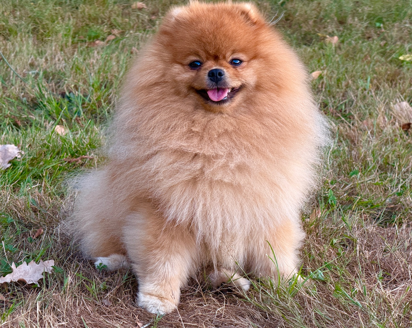 E-Koda iz zolotogo sunduchka