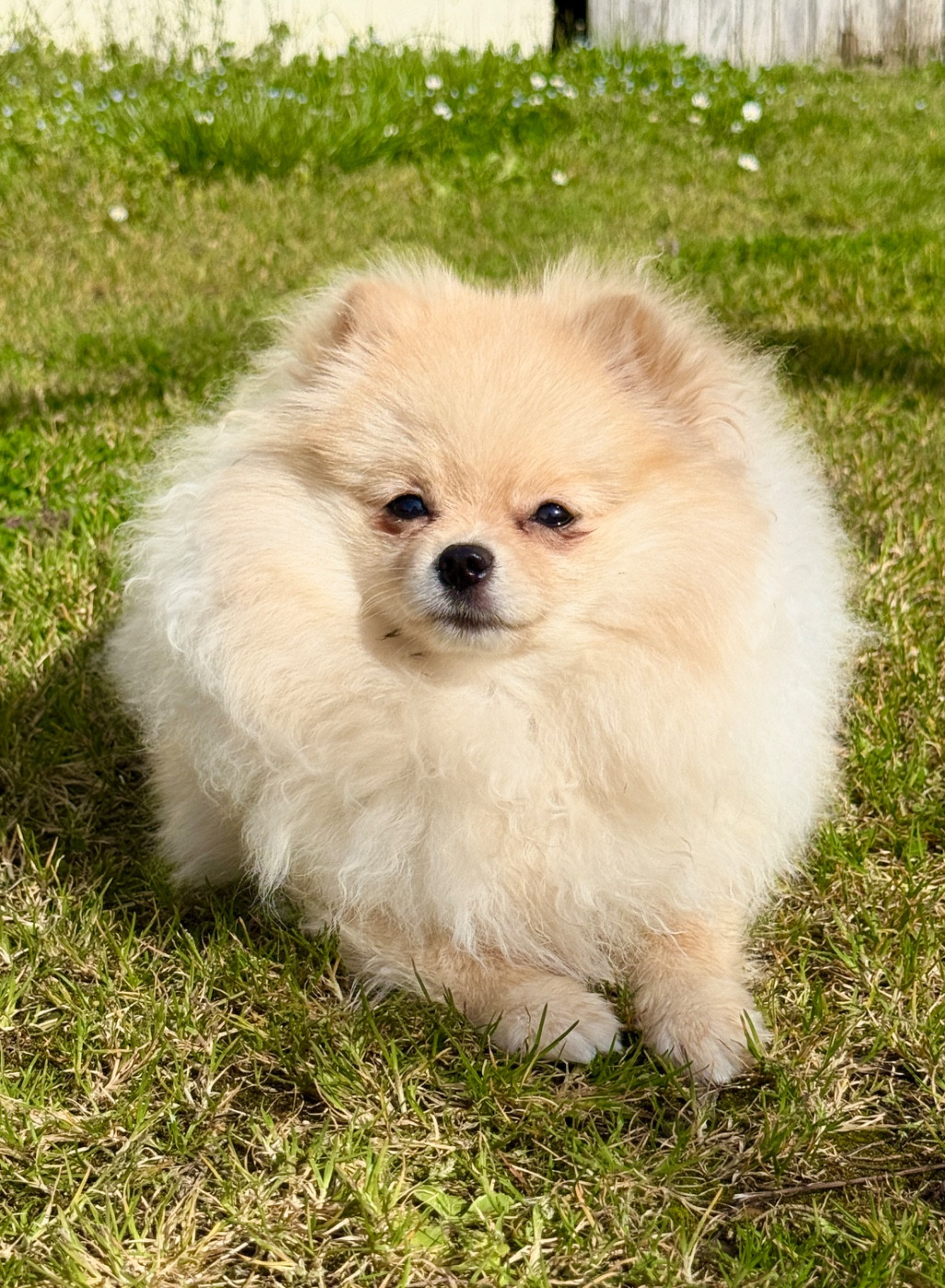 Diamond Ellysweet iz zolotogo sunduchka