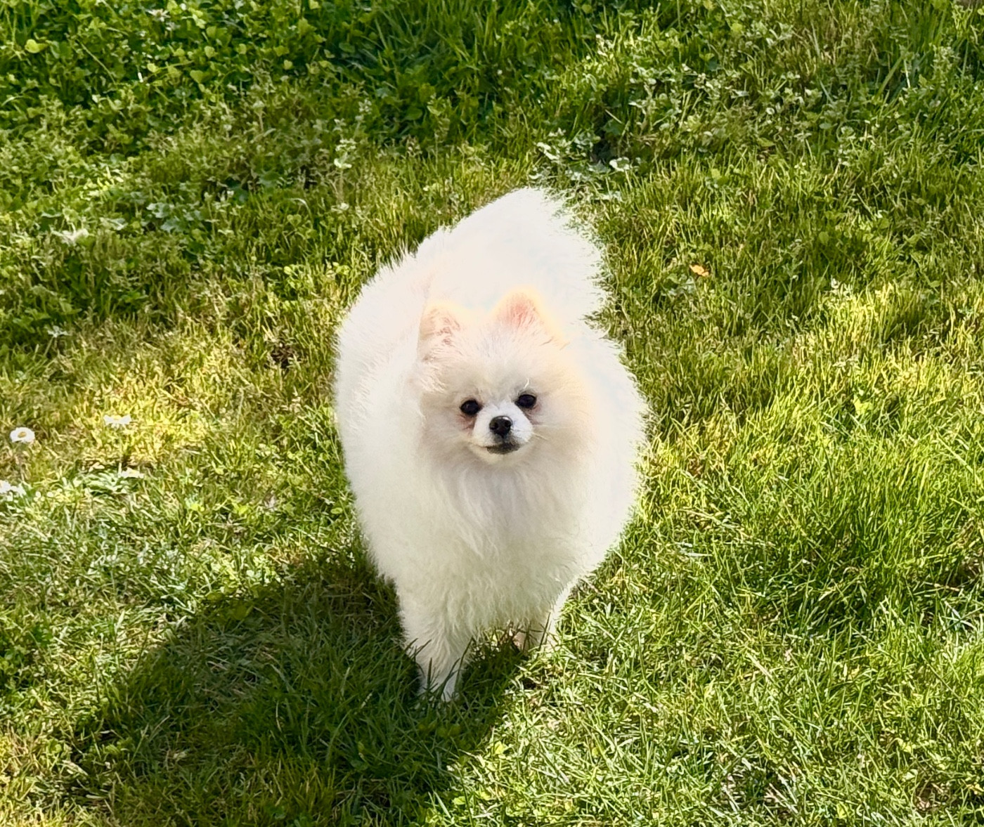 Glamour diamond Shaïlysweet iz zolotogo sunduchka