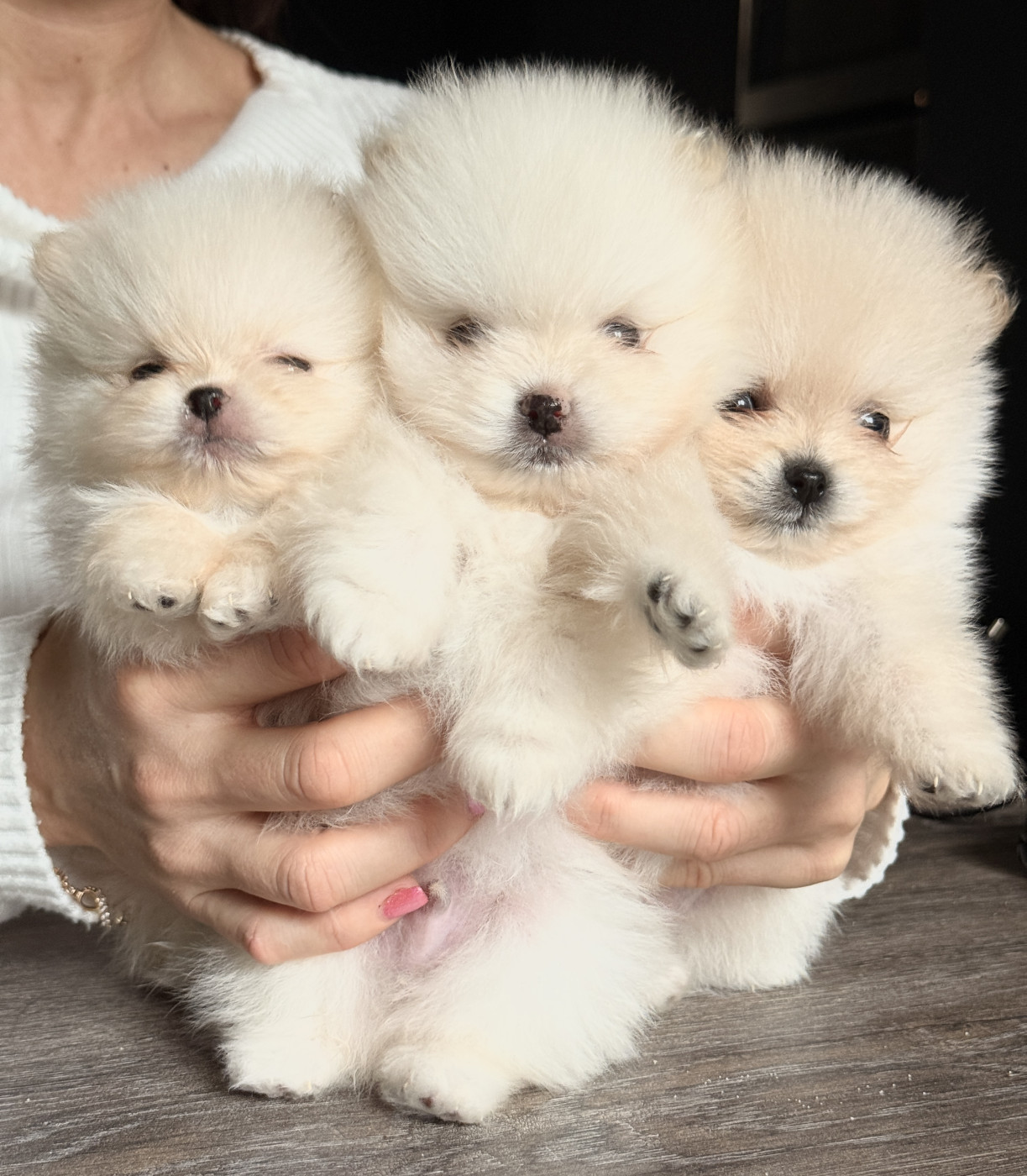 Pokepom - Spitz allemand - Portée née le 14/12/2025